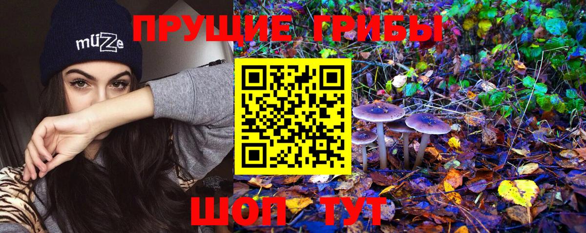 Галлюциногенные грибы Psilocybine cubensis Кубинка